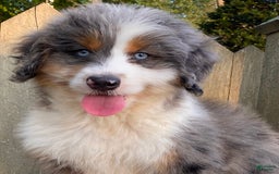 Mini Bernedoodle dogs for sale: 🤎 In Boston Massachusetts 🤎 Two Blue Eyes 🤎 Mini Bernedoodle 🤎 - Image 7