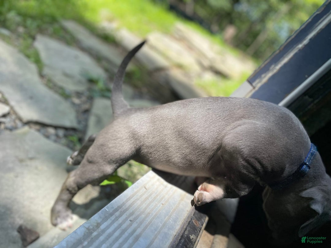 American Bully dogs for sale: Boss Baby - Image 17