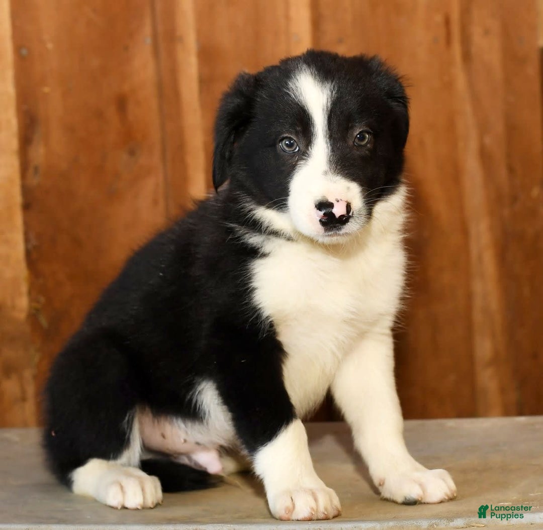 Border Collie dogs for sale: Lars - Image 8