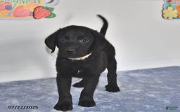 Labrador Retriever dogs for sale: Colt - Image 6