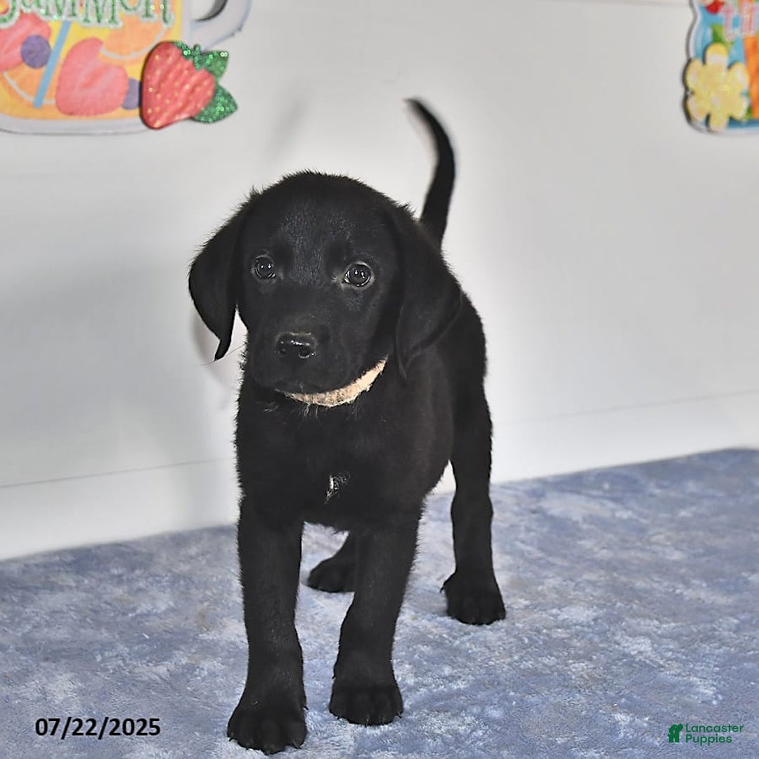 Labrador Retriever dogs for sale: Colt - Image 6