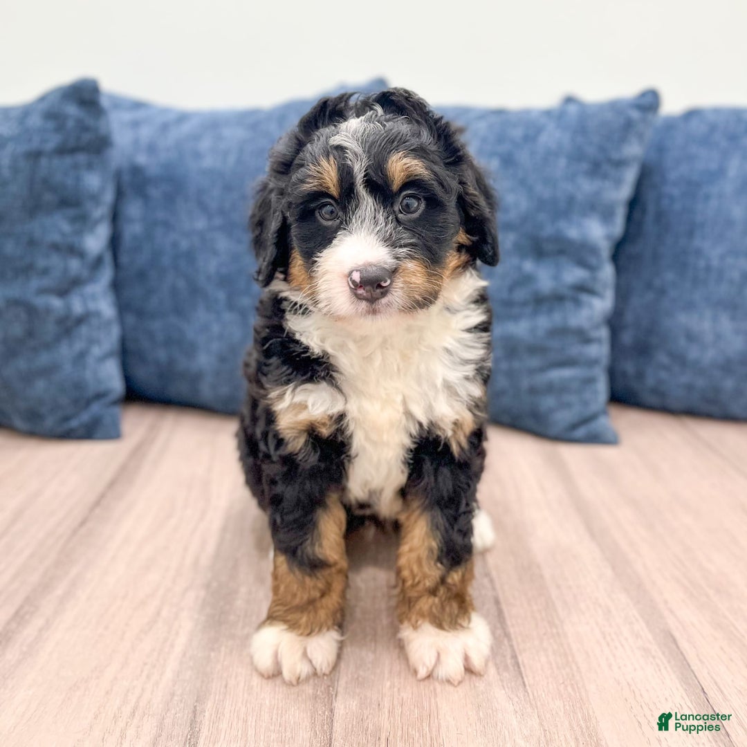 Mini Bernedoodle dogs for sale: Logan - Image 5