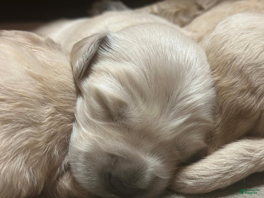 Golden Retriever dogs for sale: Golden Retriever 2 puppies - Image 4