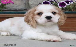 Cocker Spaniel dogs for sale: Ozzy - Image 11