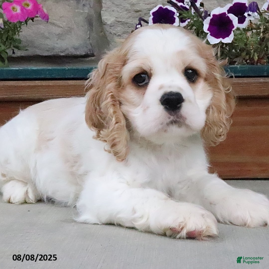 Cocker Spaniel dogs for sale: Ozzy - Image 11