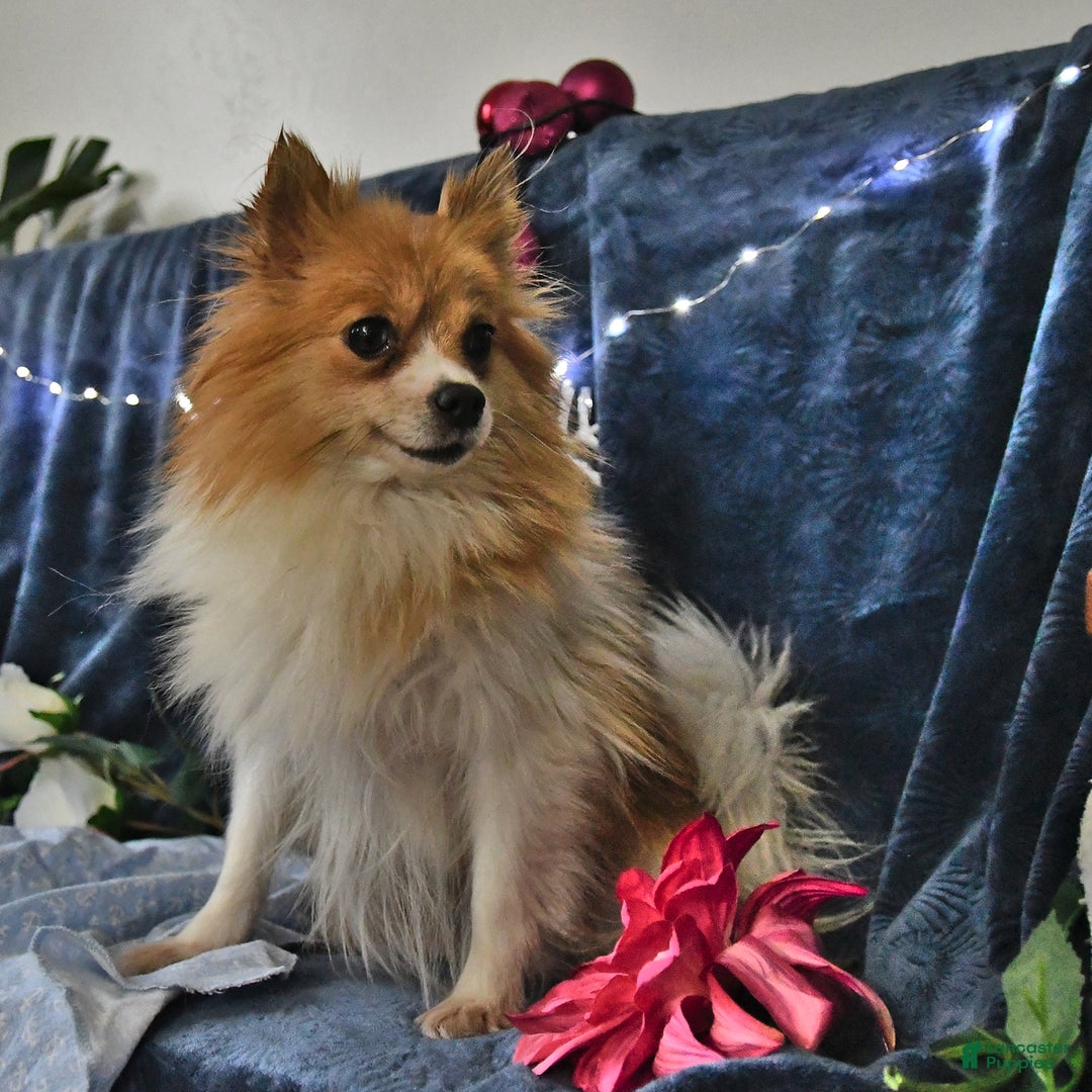 Pomeranian dogs for sale: Tailor - Image 6