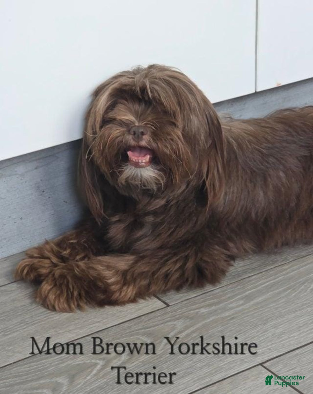 Yorkshire Terrier dogs for sale: Elizabeth - Image 1