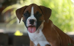 Boxer dogs for sale: Stacy - Image 6