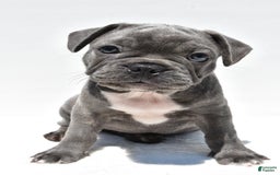 Frenchton dogs for sale: Buddy - Image 5