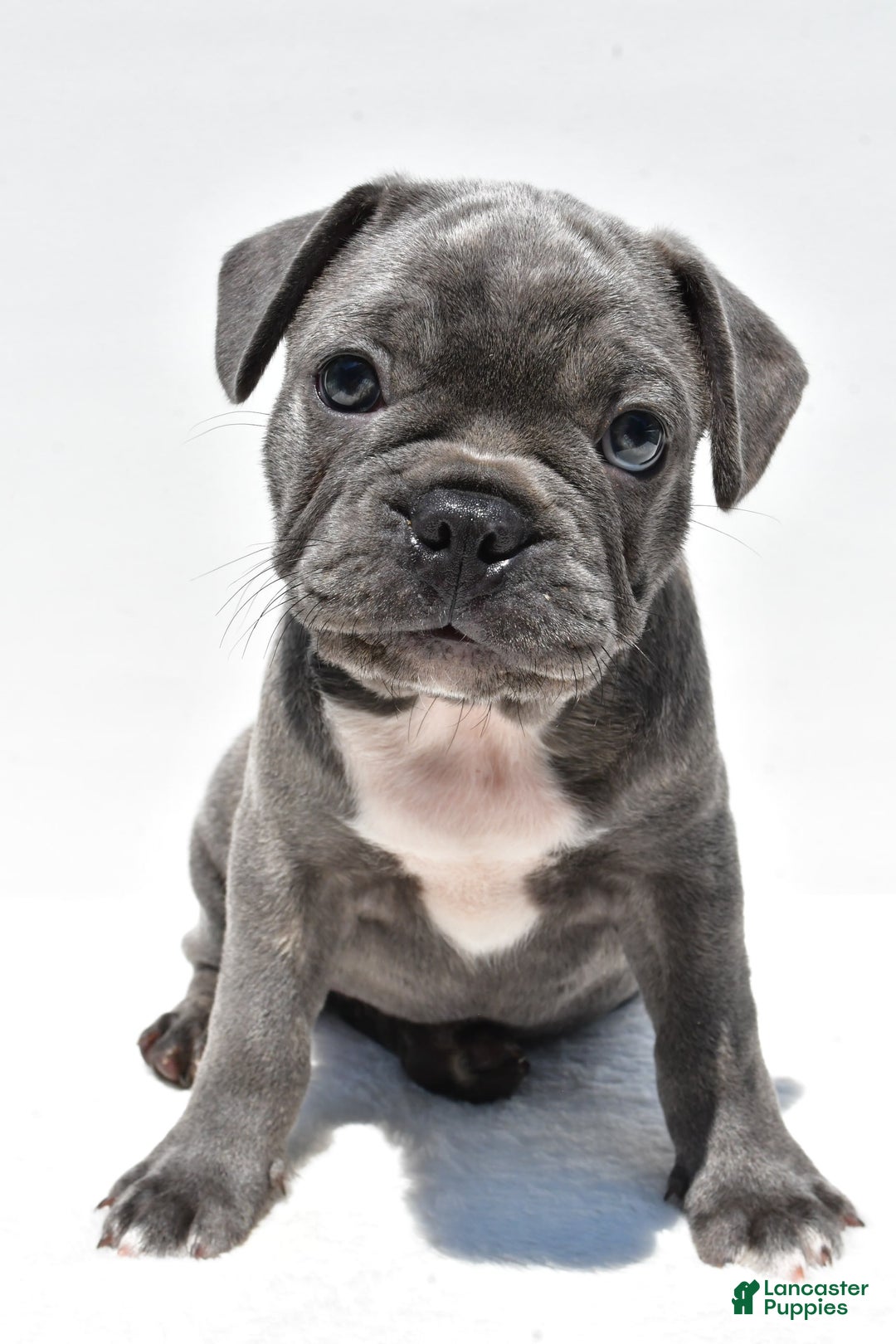 Frenchton dogs for sale: Buddy - Image 5