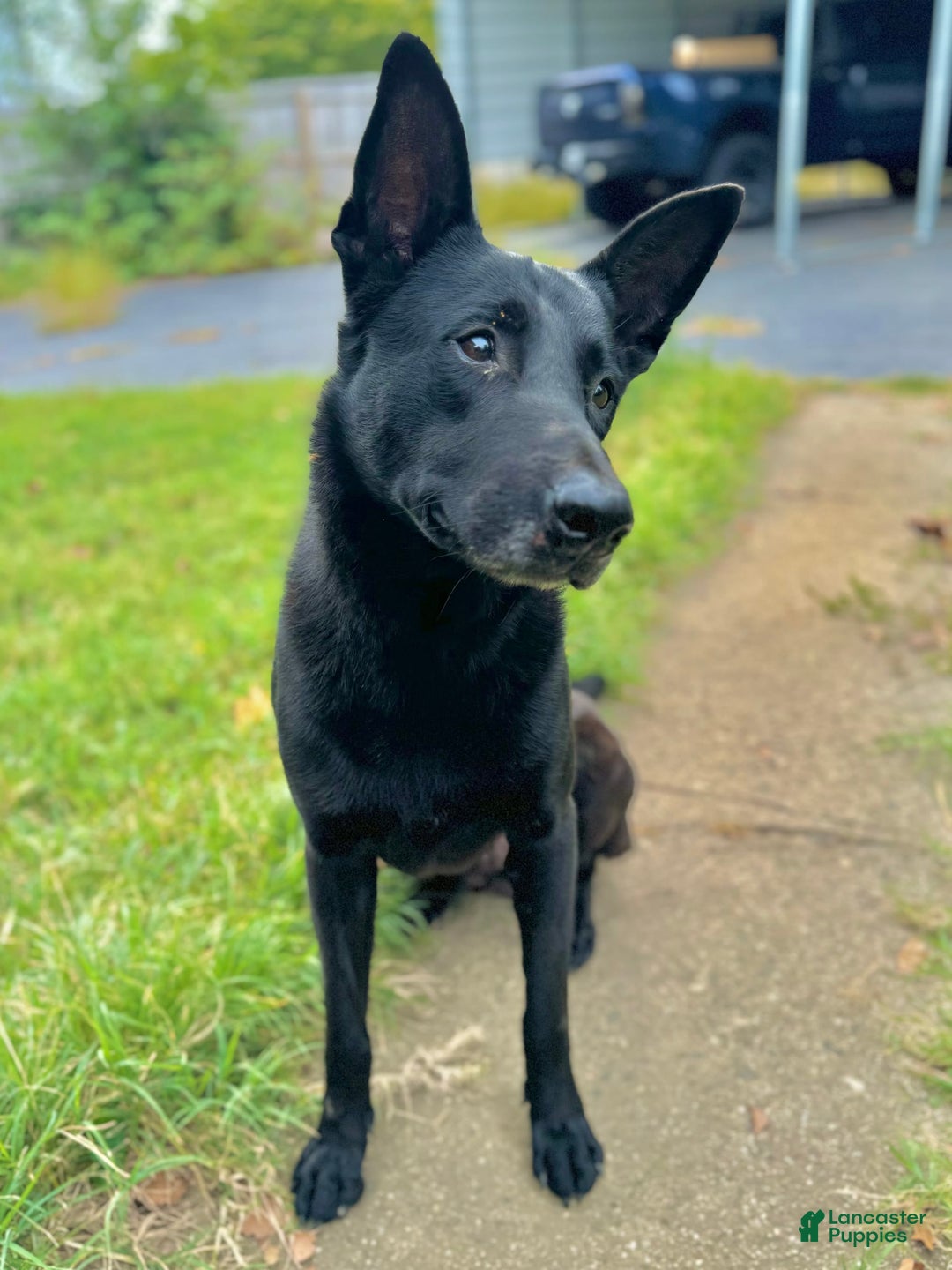 Belgian Malinois dogs for sale: Akc Certified Male 5 - Image 15