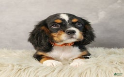 Miniature Bernese Mountain Dog dogs for sale: Truffle - Image 9