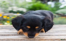 Miniature Dachshund dogs for sale: Tator Tot - Image 4