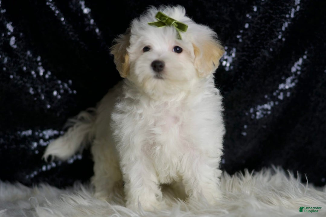Maltipoo dogs for sale: Chucky - Image 3