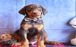 Doberman Pinscher dogs for sale: Domino - Image 10