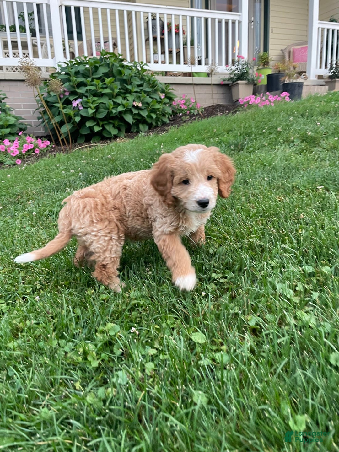 Mini Goldendoodle dogs for sale: Nacho - Image 7