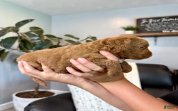 Mini Goldendoodle dogs for sale: Liam - Image 4