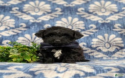 Yorkiepoo dogs for sale: Wilson - Image 1