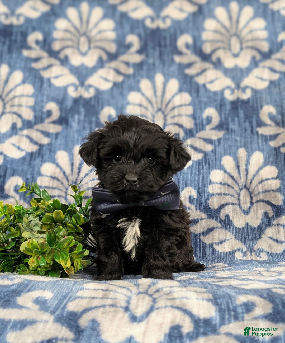 Yorkiepoo dogs for sale: Wilson - Image 1