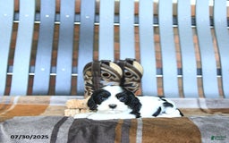 Cocker Spaniel dogs for sale: Kinley - Image 2