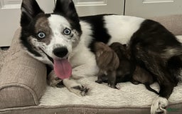 Pomsky dogs for sale: June - Image 4