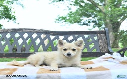 Pomeranian dogs for sale: Cuddles - Image 7
