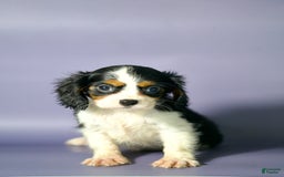 Cavalier King Charles Spaniel dogs for sale: Cavalier King Charles Spaniel 3 puppies - Image 1