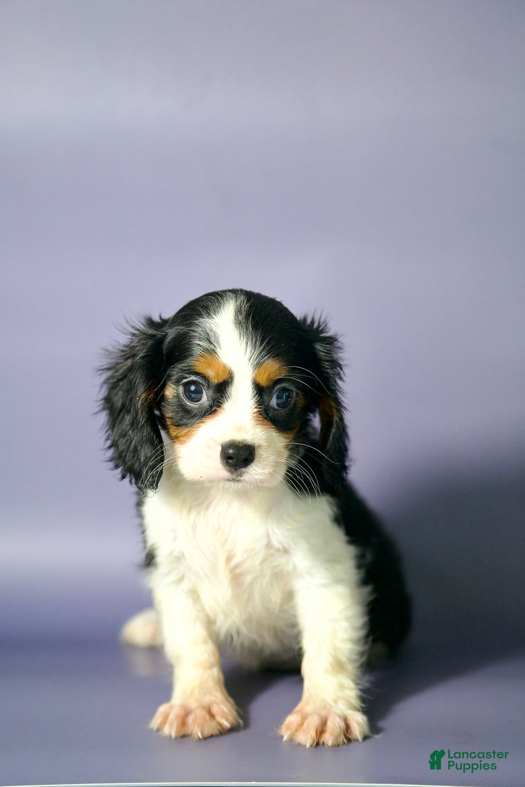 Cavalier King Charles Spaniel dogs for sale: Cavalier King Charles Spaniel 3 puppies - Image 1