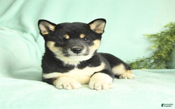 Shiba Inu dogs for sale: Unique - Image 2