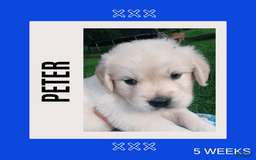 Golden Retriever dogs for sale: Peter - Image 1