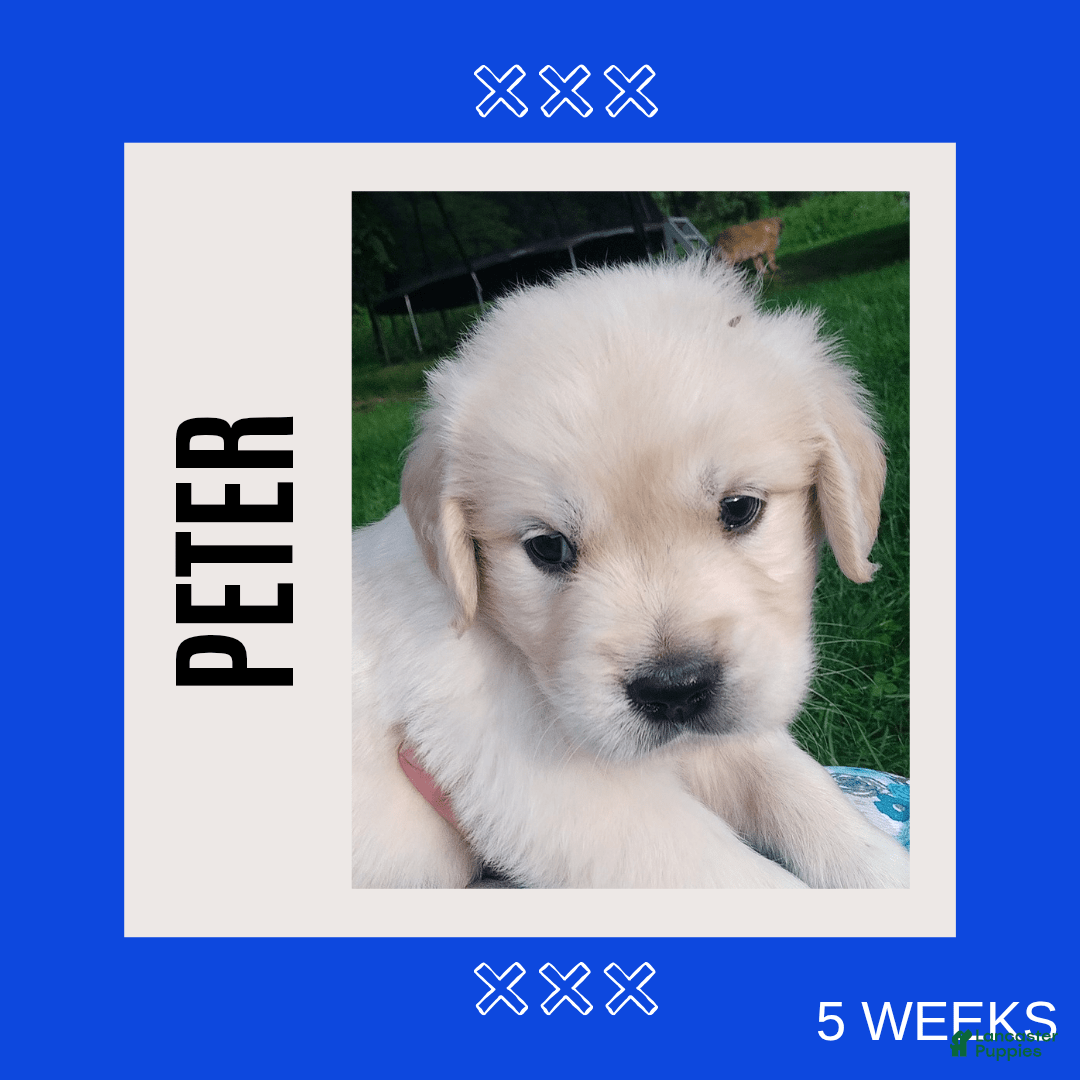 Golden Retriever dogs for sale: Peter - Image 1