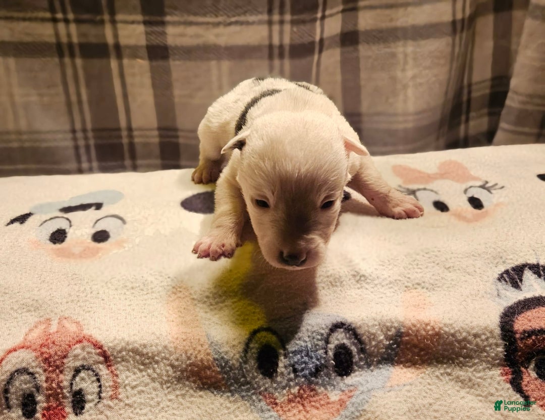 Border Collie dogs for sale: Dreami - Image 35