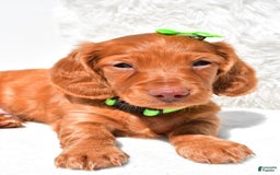 Dachshund dogs for sale: Konrad - Image 2