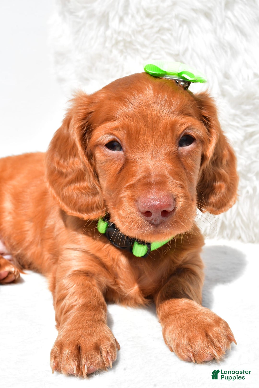 Dachshund dogs for sale: Konrad - Image 2