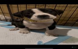 American Bully dogs for sale: Lisbon - Image 2