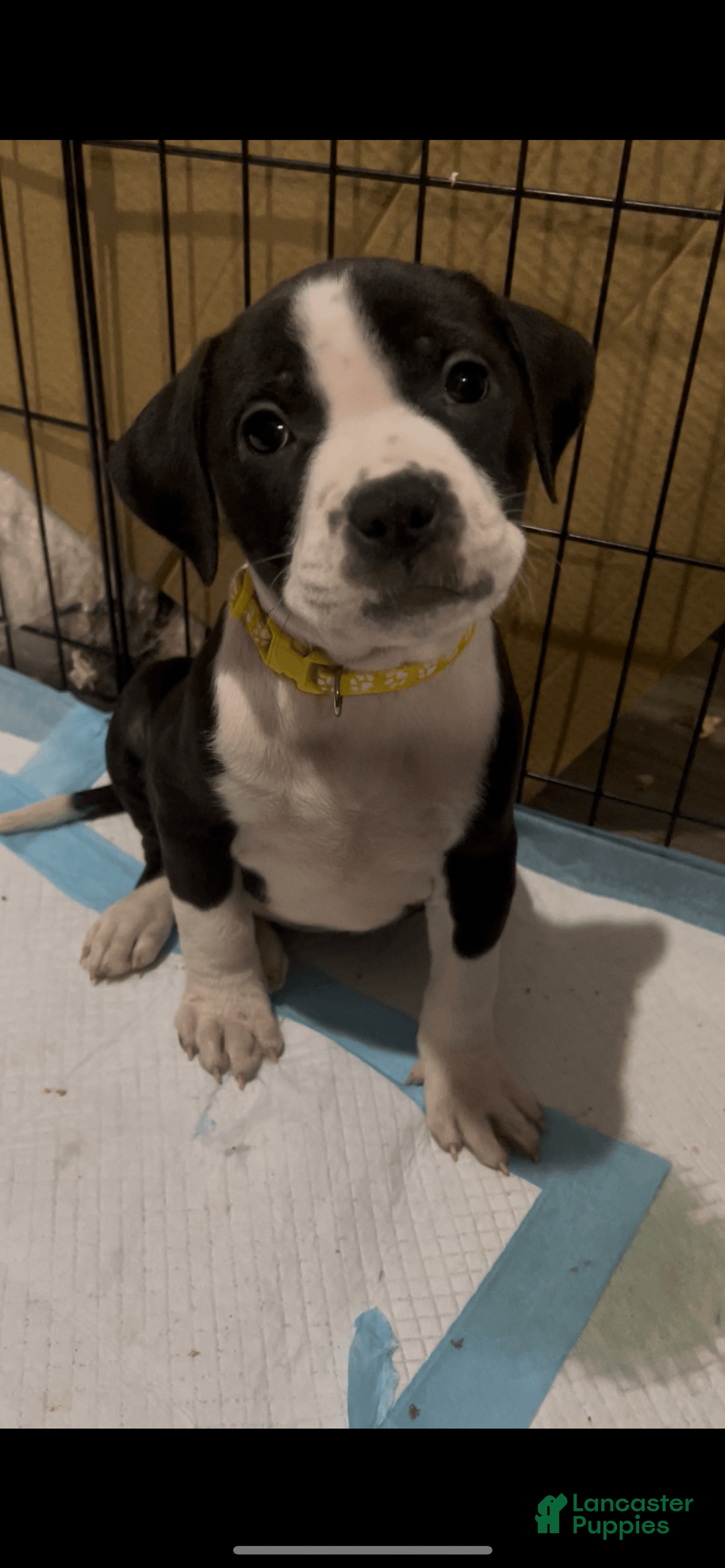 American Bully dogs for sale: Lisbon - Image 2