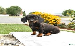 Miniature Dachshund dogs for sale: Chili - Image 1