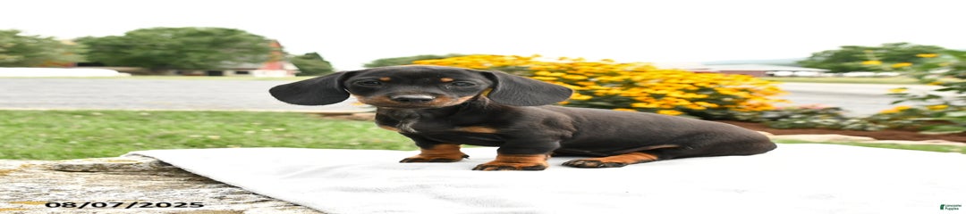 Chili