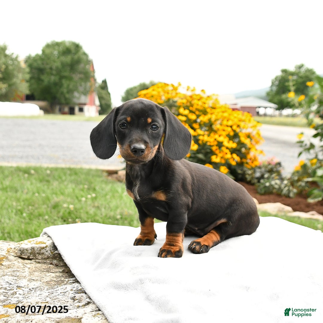 Miniature Dachshund dogs for sale: Chili - Image 1