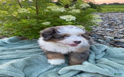 Mini Bernedoodle dogs for sale: Mini Bernedoodle 5 puppies - Image 15