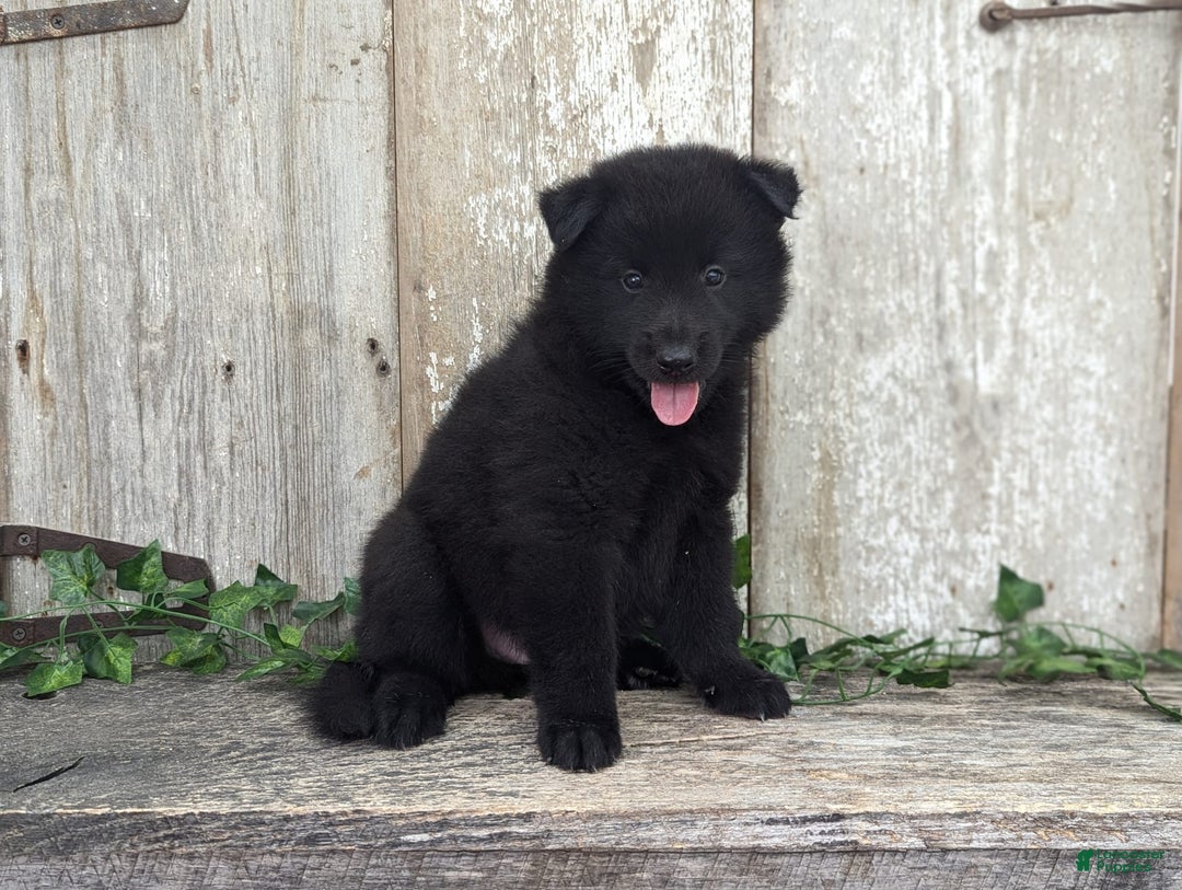 categoriesInfo:categoryAttributeOptions.pets.dogs.breed.belgianGroenendael dogs for sale: Jasper - Image 7