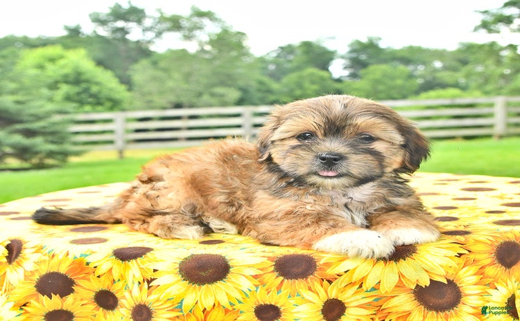 Shorkie dogs - Advert 24