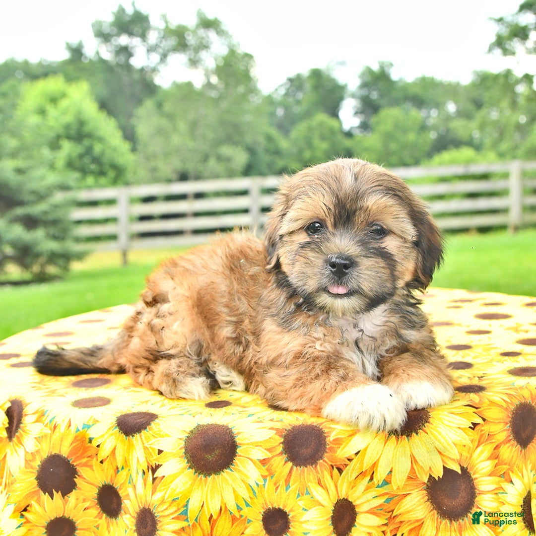 Shorkie dogs for sale: Ela - Image 3
