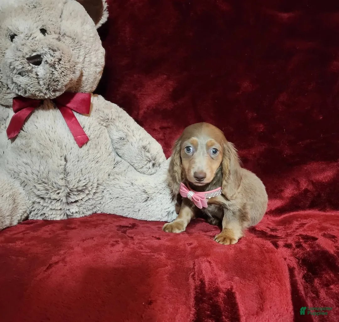 Miniature Dachshund dogs for sale: LATTE - Image 2