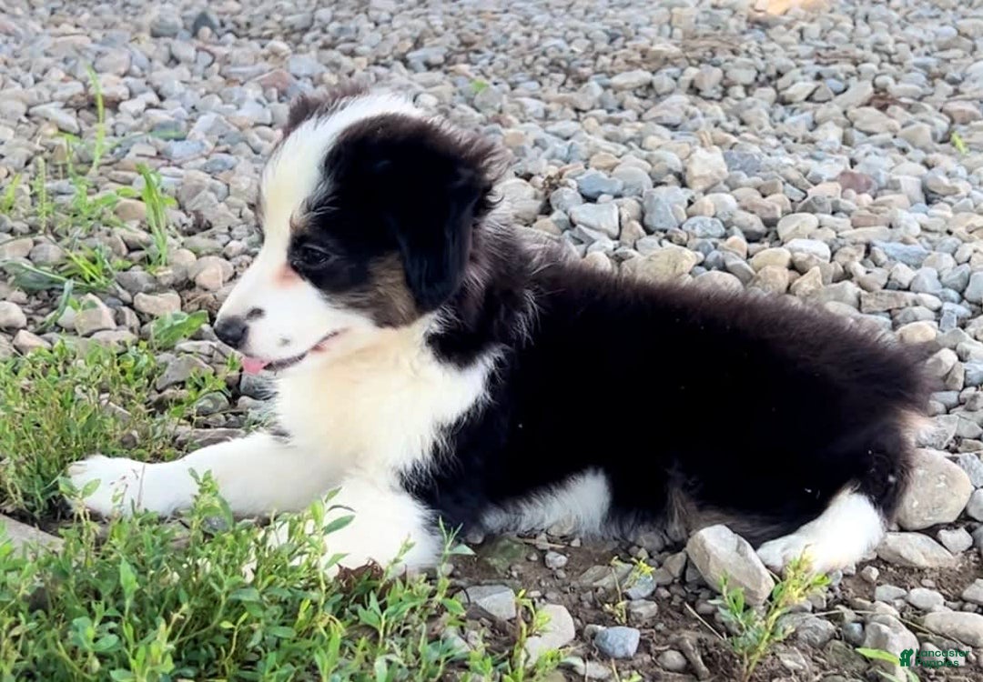 Australian Shepherd dogs for sale: Dottie - Image 3