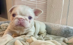 French Bulldog dogs for sale: Yang - Image 6