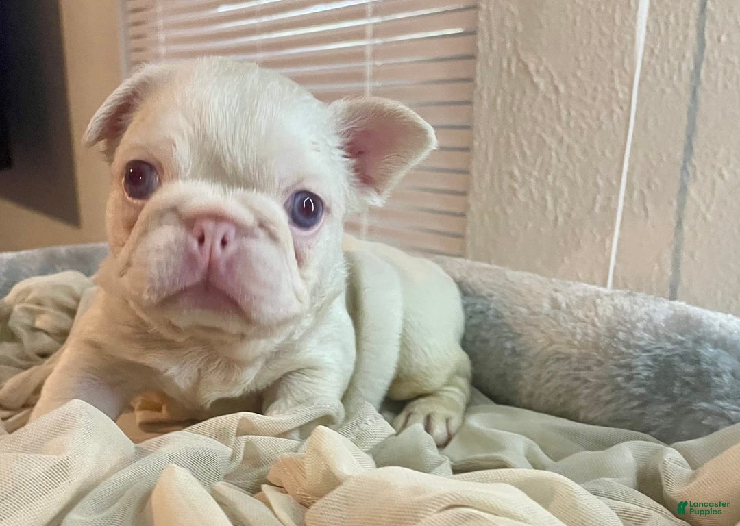 French Bulldog dogs for sale: Yang - Image 6