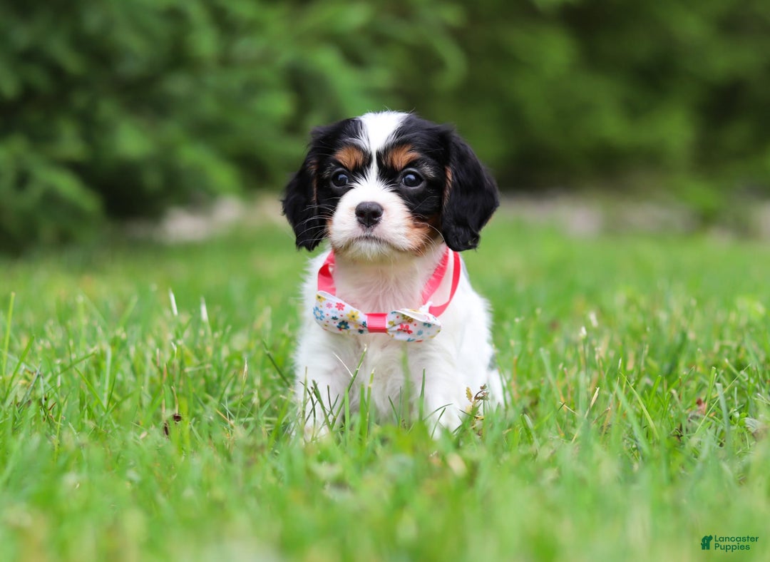 Cavalier King Charles Spaniel dogs for sale: Rosie - Image 4