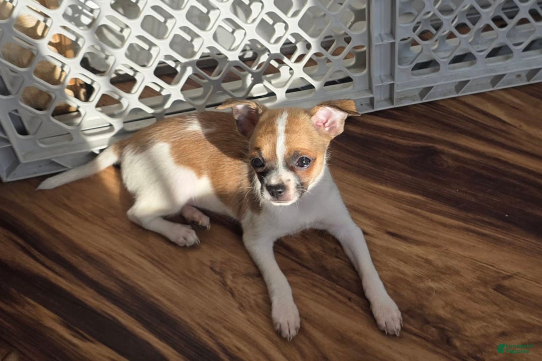 Chihuahua dogs for sale: Garnet - Image 3