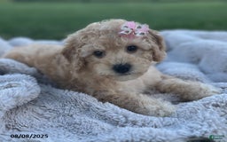 Bichpoo dogs for sale: Suzy - Image 4